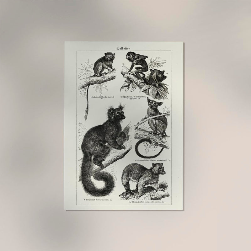Half Monkeys Poster – Vintage Illustration Kunstdruck — Ansicht 2