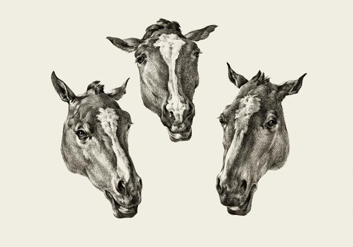 Kumple Horses Poster – Vintage Illustration Berlin — Ansicht 3