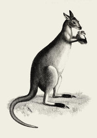 Kangaroo Poster – UV-beständiger Kunstdruck auf Archivpapier — Ansicht 3