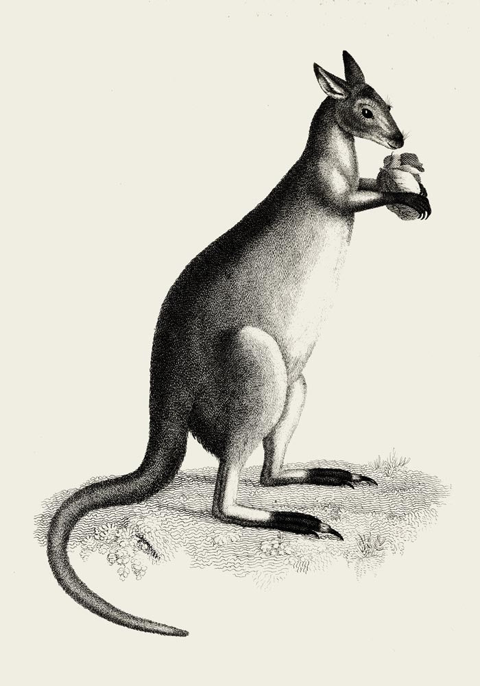 Kangaroo Poster – UV-beständiger Kunstdruck auf Archivpapier — Ansicht 3