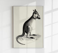 Kangaroo Poster – UV-beständiger Kunstdruck auf Archivpapier — Ansicht 1