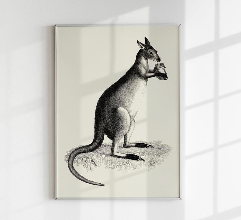 Kangaroo Poster – UV-beständiger Kunstdruck auf Archivpapier — Patroa Studio