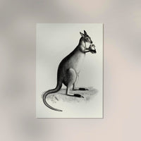 Kangaroo Poster – UV-beständiger Kunstdruck auf Archivpapier — Ansicht 2