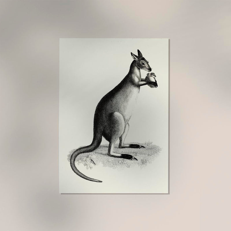 Kangaroo Poster – UV-beständiger Kunstdruck auf Archivpapier — Ansicht 2