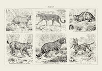 Cats I Poster – Handgedruckt Berlin — Ansicht 3