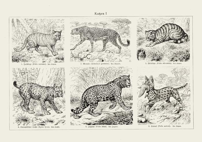 Cats I Poster – Handgedruckt Berlin — Ansicht 3