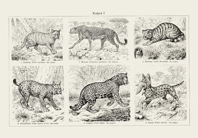 Cats I Poster – Handprinted Berlin