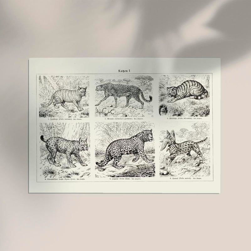 Cats I Poster – Handgedruckt Berlin — Ansicht 2