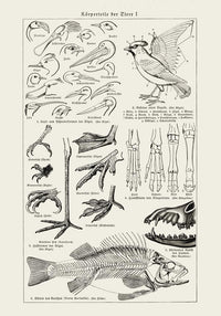 Animal Body Parts Anatomy Poster – Fine Art & Canvas — Ansicht 3