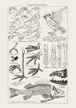 Animal Body Parts – Anatomy Poster | Fine Art | Canvas