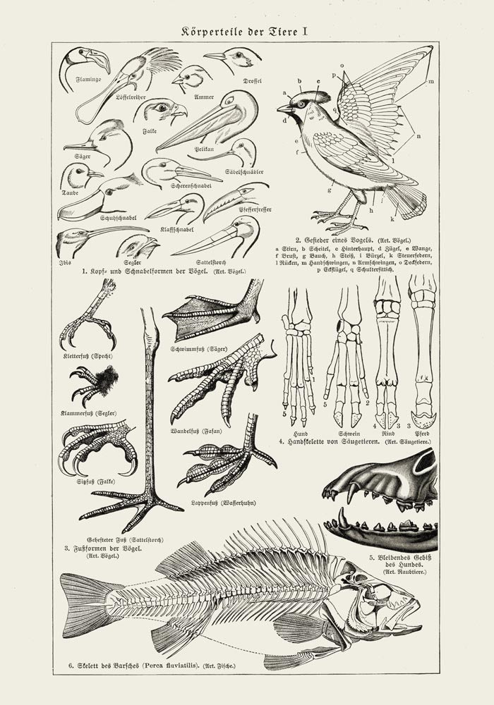 Animal Body Parts Anatomy Poster – Fine Art & Canvas — Ansicht 3