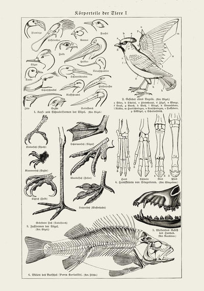 Animal Body Parts Anatomy Poster – Fine Art & Canvas