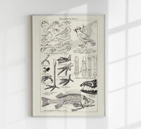 Animal Body Parts Anatomy Poster – Fine Art & Canvas — Ansicht 1