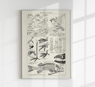 Grafisches Anatomy-Poster „Animal Body Parts“ mit Tierkörper-Details im Chart-Stil, sauber strukturiert, als Fine Art Paper oder Canvas in verschiedenen Größen, ohne Rahmen.
