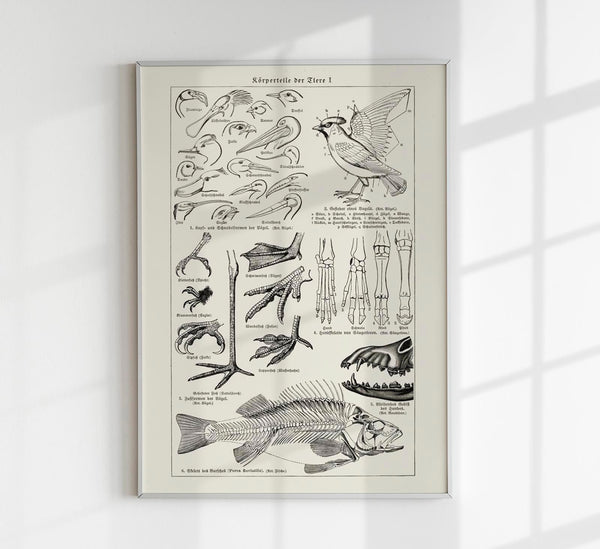 Animal Body Parts Anatomy Poster – Fine Art & Canvas