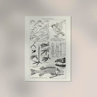 Animal Body Parts Anatomy Poster – Fine Art & Canvas — Ansicht 2
