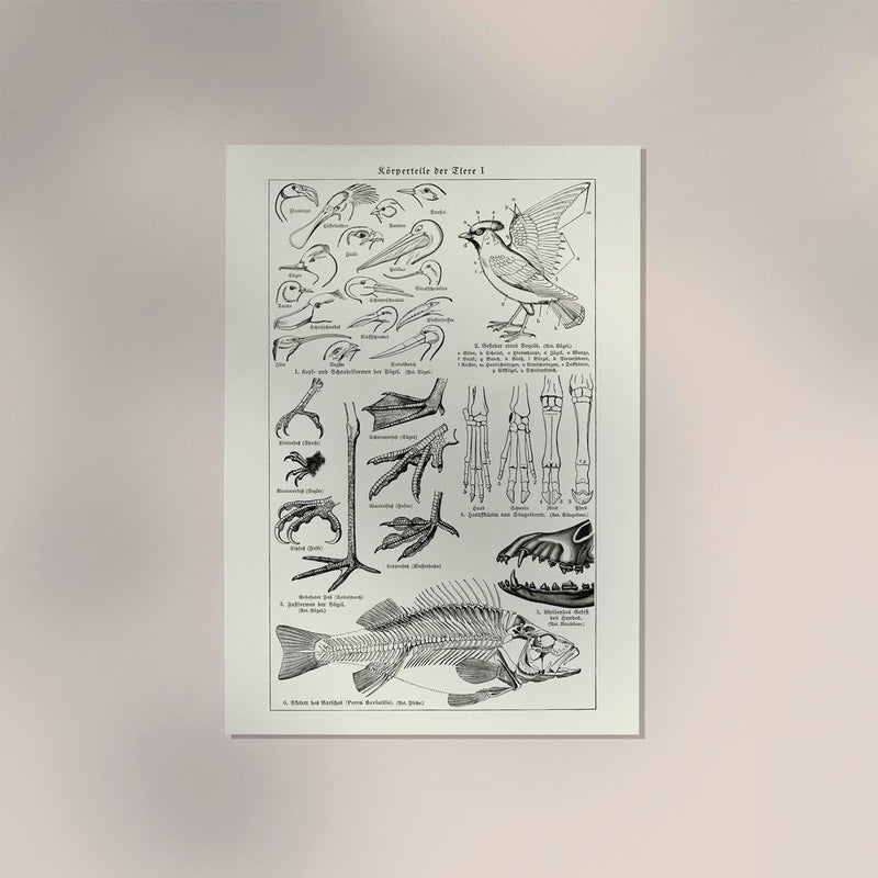 Animal Body Parts Anatomy Poster – Fine Art & Canvas — Ansicht 2