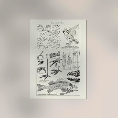 Animal Body Parts Anatomy Poster – Fine Art & Canvas