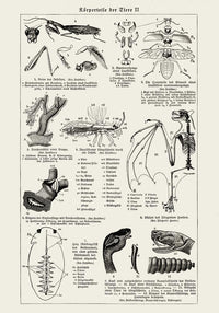 Antique Insects Body Parts Entomology Chart Fine Art Print oder Canvas — Ansicht 3