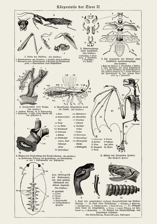Antique Insects Body Parts – Entomology Chart | Fine Art | Canvas