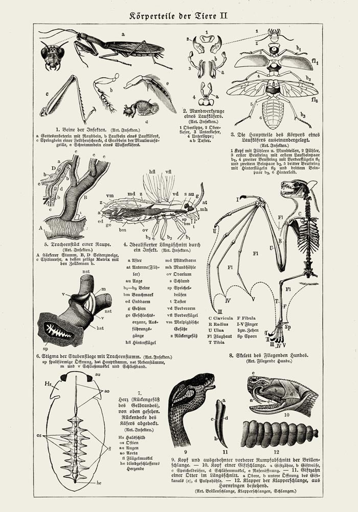 Antique Insects Body Parts Entomology Chart Fine Art Print oder Canvas — Ansicht 3