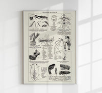 Antique Insects Body Parts Entomology Chart Fine Art Print oder Canvas — Ansicht 1