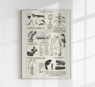 Vintage-Chart mit Insekten-Körperteilen („Body Parts“) im entomologischen Lehrtafelstil als Kunstdruck in verschiedenen Größen, ohne Rahmen.
