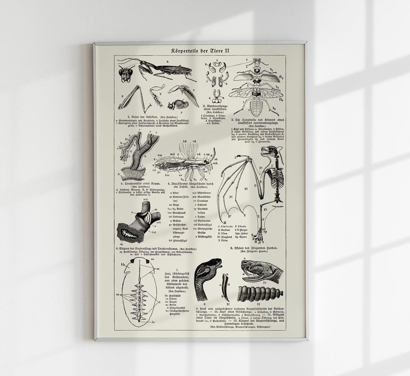 Antique Insects Body Parts Entomology Chart Fine Art Print oder Canvas — Patroa Studio