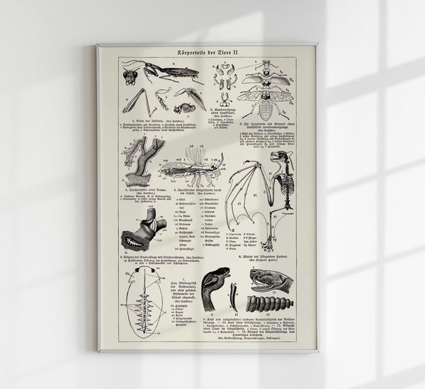 Antique Insects Body Parts Entomology Chart Fine Art Print oder Canvas