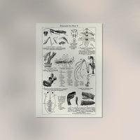 Antique Insects Body Parts Entomology Chart Fine Art Print oder Canvas — Ansicht 2