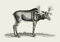 Antique Moose – Vintage Wildlife Poster Fine Art Canvas — Ansicht 3
