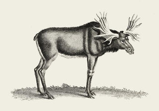 Antique Moose – Vintage Wildlife Poster | Fine Art | Canvas