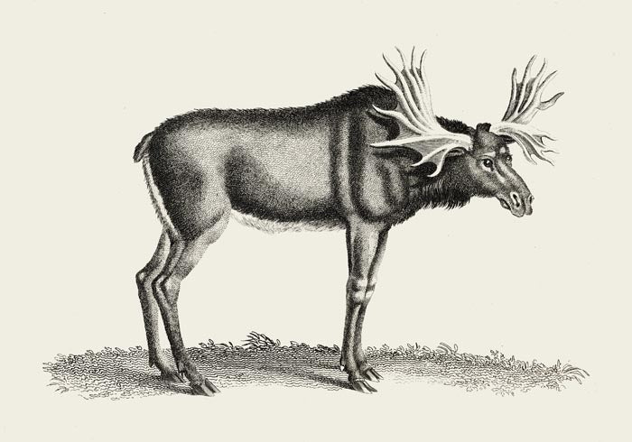 Antique Moose – Vintage Wildlife Poster Fine Art Canvas — Ansicht 3