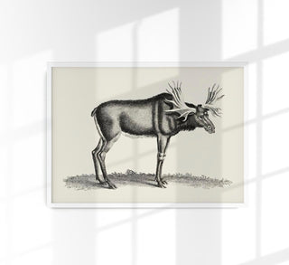 Antique Moose – Vintage Wildlife Poster Fine Art Canvas