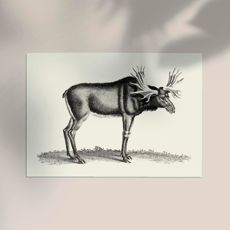 Antique Moose – Vintage Wildlife Poster Fine Art Canvas — Ansicht 2