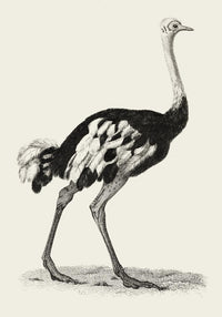 Antique Ostrich – Vintage Bird Poster | Fine Art Print or Canvas — Ansicht 3