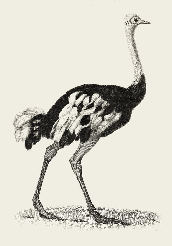 Antique Ostrich – Vintage Bird Poster | Fine Art Print or Canvas — Ansicht 3