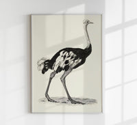 Antique Ostrich – Vintage Bird Poster | Fine Art Print or Canvas — Ansicht 1
