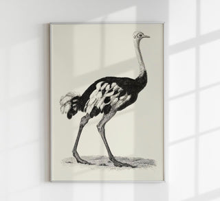 Antique Ostrich – Vintage Bird Poster | Fine Art Print or Canvas