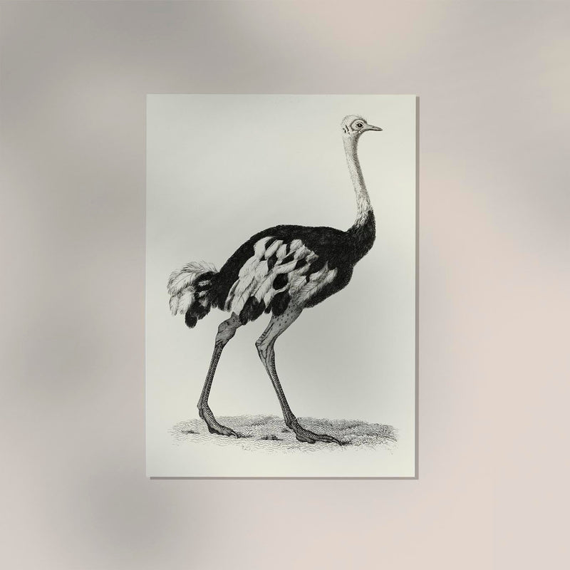 Antique Ostrich – Vintage Bird Poster | Fine Art Print or Canvas — Ansicht 2