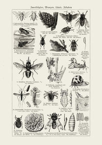 Antique Insects and Flies Entomology Poster Fine Art Canvas — Ansicht 3