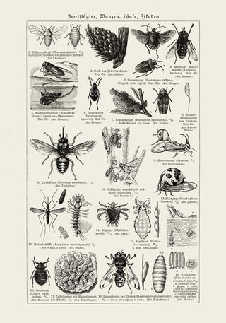 Antique Insects and Flies – Entomology Poster | Fine Art | Canvas