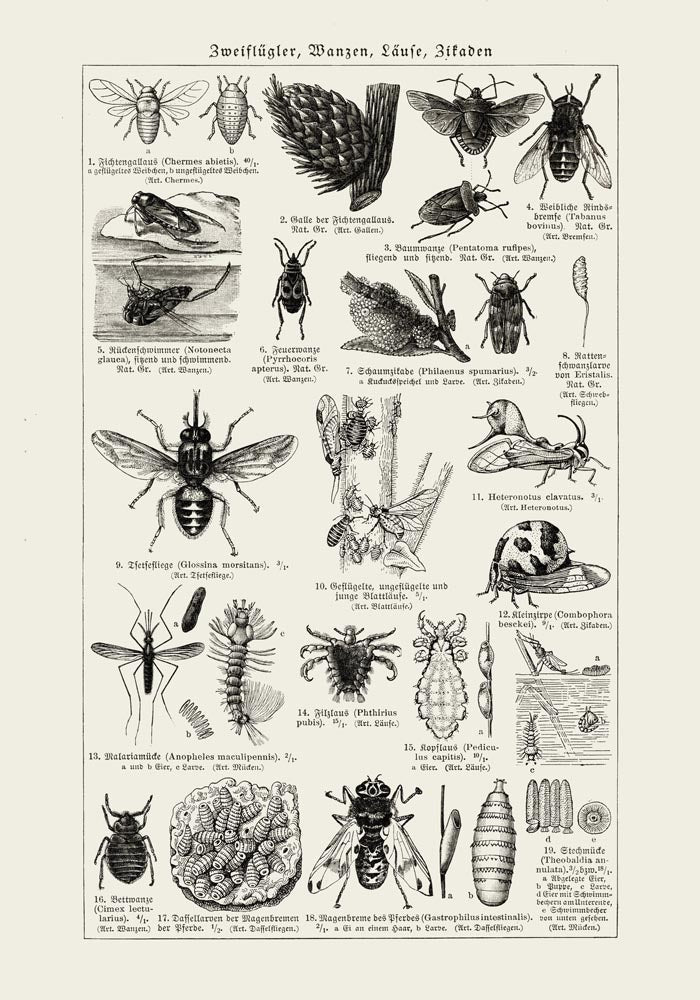 Antique Insects and Flies Entomology Poster Fine Art Canvas — Ansicht 3