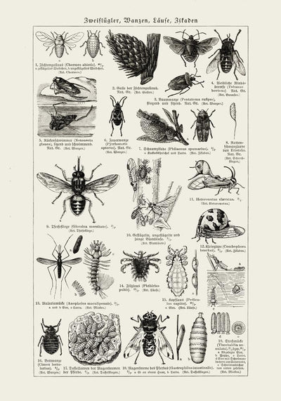 Antique Insects and Flies Entomology Poster Fine Art Canvas