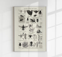 Antique Insects and Flies Entomology Poster Fine Art Canvas — Ansicht 1