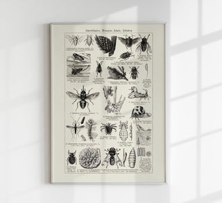 Detailreiche Vintage-Tafel mit Insekten und Fliegen im naturkundlichen Chart-Stil als Kunstdruck in verschiedenen Größen, ohne Rahmen.
