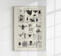 Antique Insects and Flies Entomology Poster Fine Art Canvas