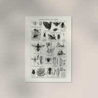 Antique Insects and Flies Entomology Poster Fine Art Canvas — Ansicht 2