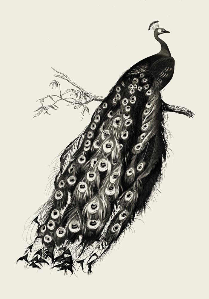 Antique Peacock Vintage Bird Poster – Fine Art Print or Canvas — Ansicht 3