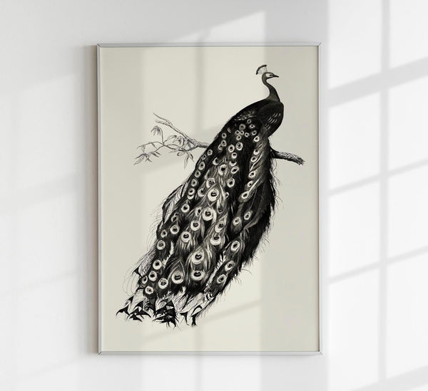 Antique Peacock Vintage Bird Poster – Fine Art Print or Canvas